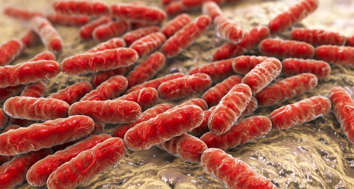 Suatu Bakteri Baik Dari Mikroorganisme Hidup Bagi Tubuh