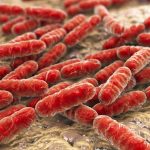 Suatu Bakteri Baik Dari Mikroorganisme Hidup Bagi Tubuh