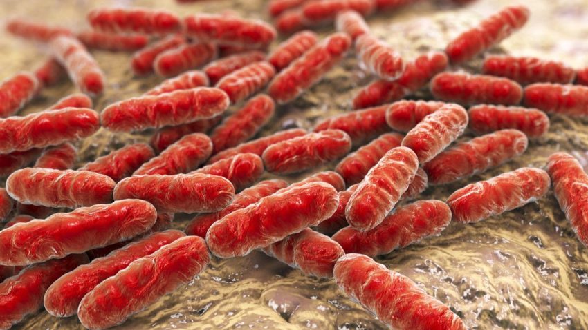 Suatu Bakteri Baik Dari Mikroorganisme Hidup Bagi Tubuh