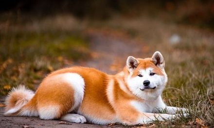 Hewan Pintar Anjing Yang Sangat Nurut Dan Aman
