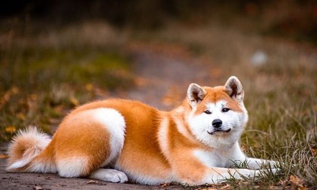 Hewan Pintar Anjing Yang Sangat Nurut Dan Aman