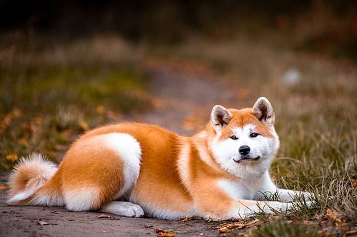 Hewan Pintar Anjing Yang Sangat Nurut Dan Aman