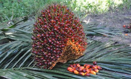 Penanaman Sawit Sebagai Minyak Utama Indonesia