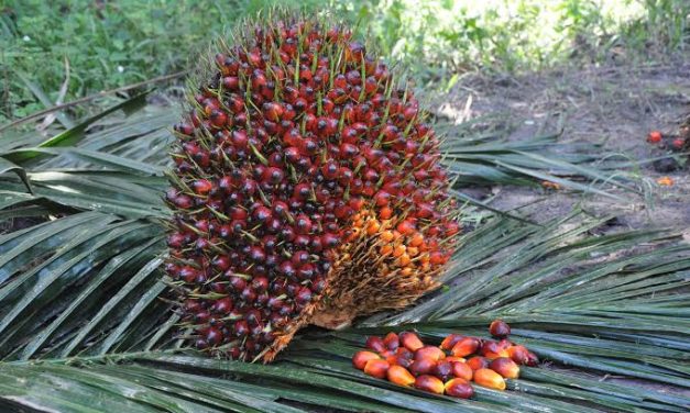 Penanaman Sawit Sebagai Minyak Utama Indonesia